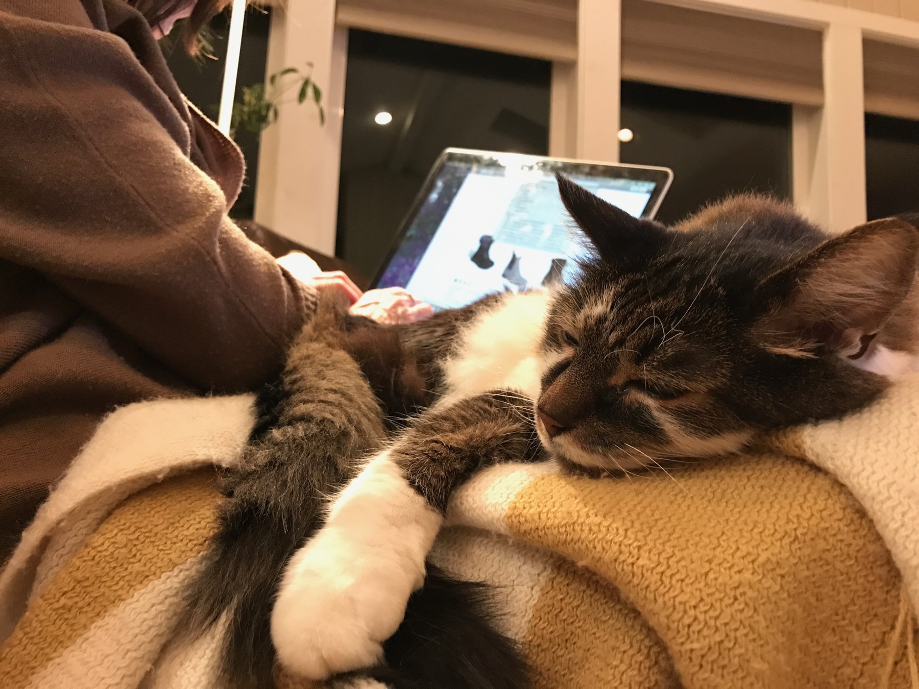 Leo lounging on a lap